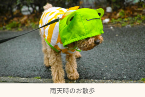 犬の雨の日散歩